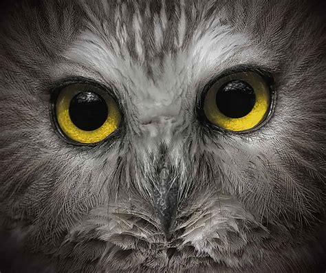 Owl Eyes Nova LeoVegas